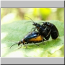 Agelastica alni - Blattkaefer 03.jpg